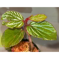 Bucephalandra sp. 
