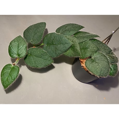 Ficus sp. from Selangor