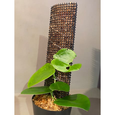 Rhaphidophora sp. "Kayulapis" Kalimantan barat [TB]