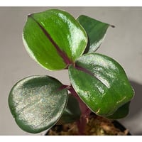Geogenanthus ciliatus from Ecuador [tanakay]