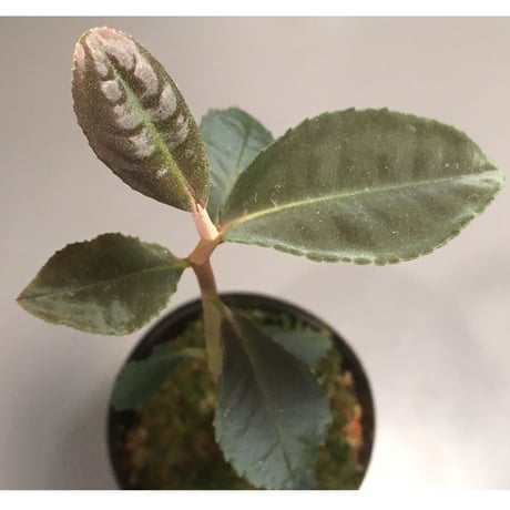 Ardisia sp. from Riau sumatera