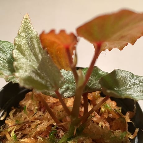 Begonia nothobaramensis