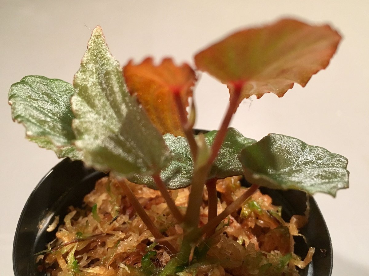 Begonia nothobaramensis | M・R・G・R