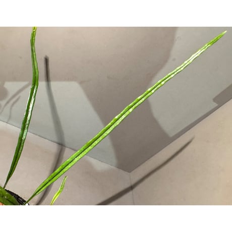 Microsorum sp. 'Type A' from Aceh sumatera ①