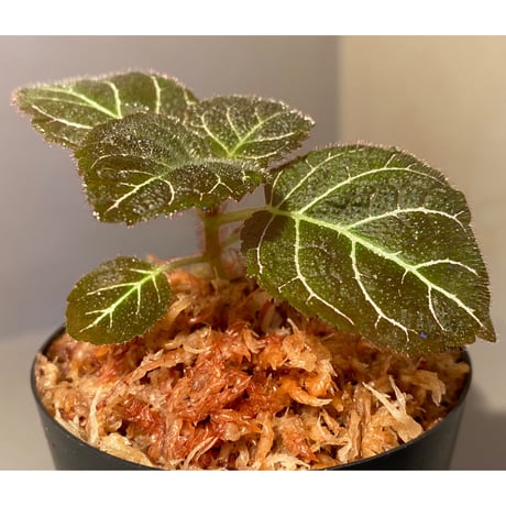 Pearcea hypocyrtiflora from Rio Napo Ecuador [tanakay] 白葉脈