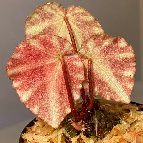 Begonia cleopatrae