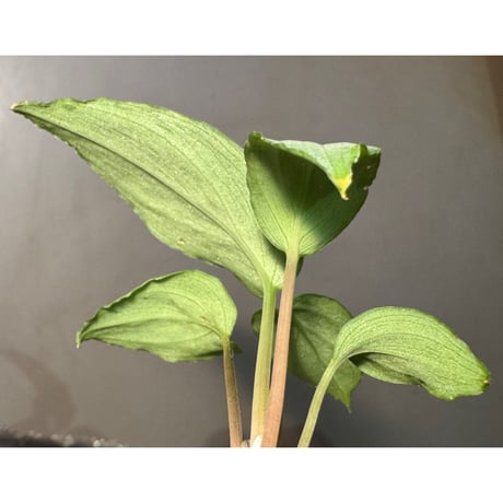 Homalomena sp. "Shirogane" SGR from Pulau Lingga [HW1017-XX]