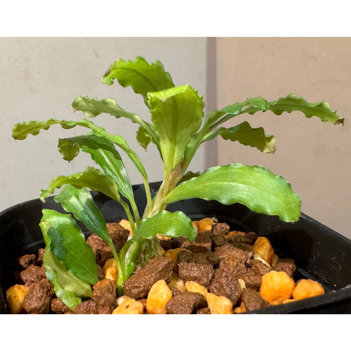 Bucephalandra sp. Type2 from Sintang kayu lapis