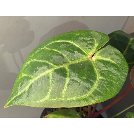 Anthurium Magnificum x Ace of spades