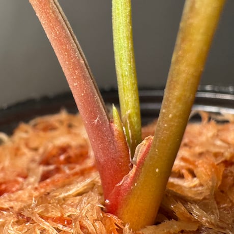 Homalomena "鯖×月" [LA-hyb.22-04]