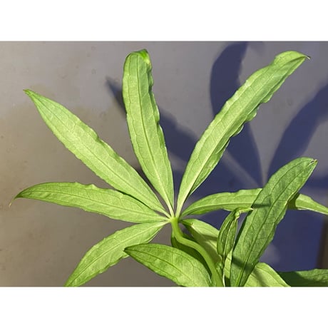 Anthurium polyschistum from Napo Ecuador [tanakay]