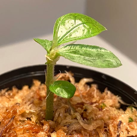 Elatostema sp. from  Nopphitam [TK260915]
