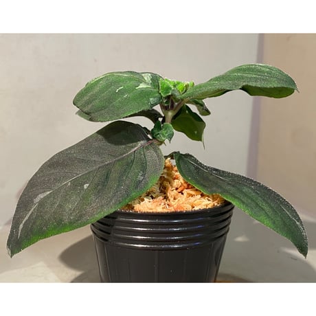 Gymnostachyum sp. from Tigalingga [HW0219-02]
