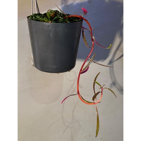 Sonerila linearis from Kedah Malaysia [LA0717-02]