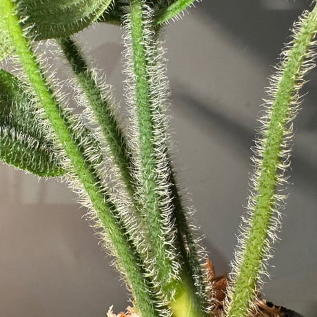 Borneoa ciliata (旧Schismatoglottis) from West Kalimantan