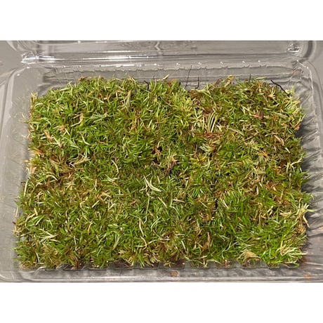 Moss from Ipoh State Malaysia