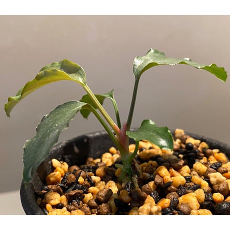Homalomena sp. from West Java