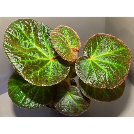 Begonia sp. from Manaus