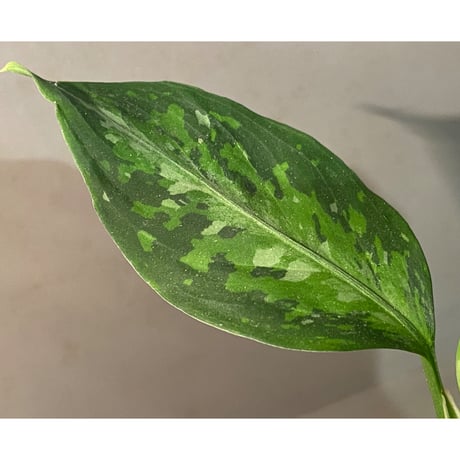 Aglaonema pictum from Aceh sumatera [T-120119] X産地