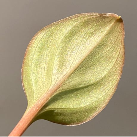 Homalomena 'Rec1-29' K0718-f1 [KZT]