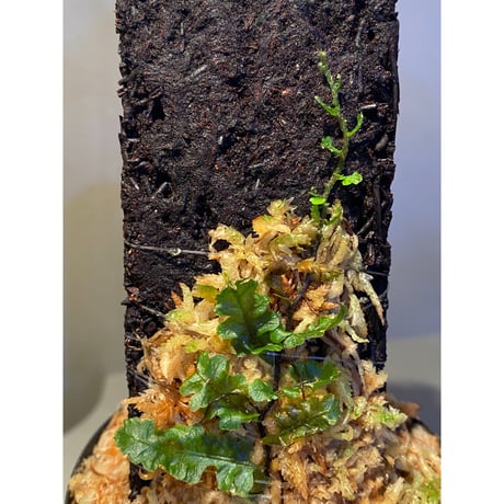 Teratophyllum sp. from Sibolga Timur [HW1017-03]