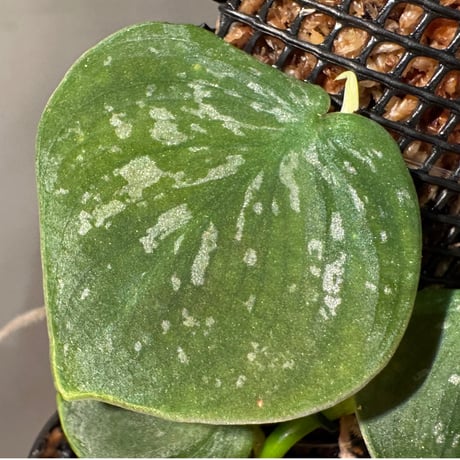 Philodendron sp. from Iquitos Peru [tanakay]
