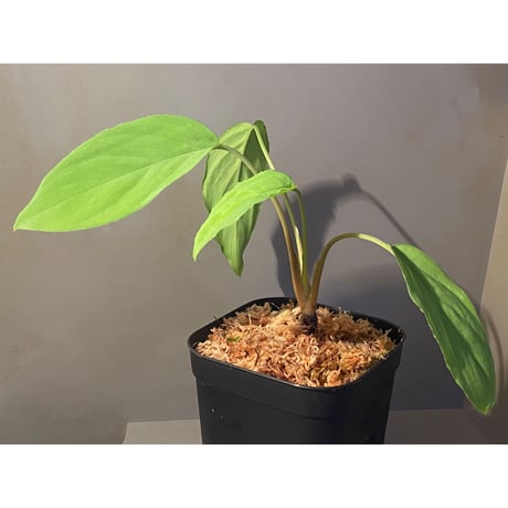 Homalomena sp. from Lan Saka [TK270915]