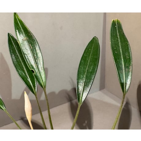 Pursegloveia cf. minima from Kapuas hulu West Kalimantan