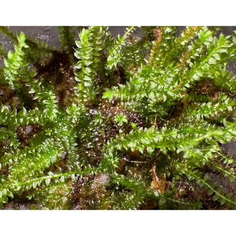 Taxiphyllum sp. from Lake Matano Sulawesi