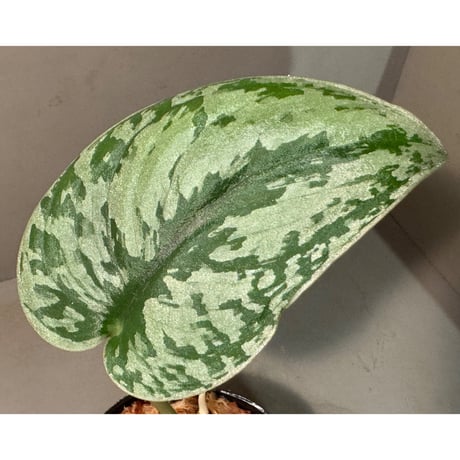 スキンダプサス | STORES