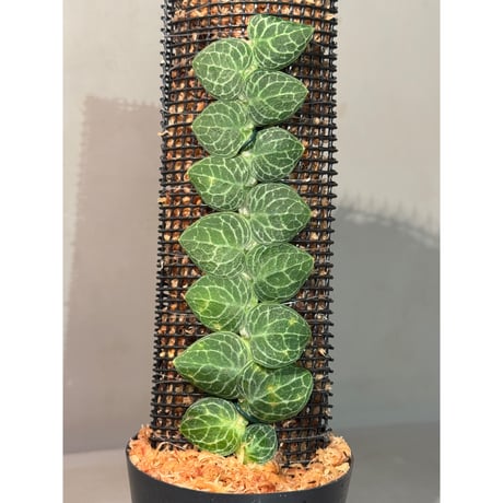 ラフィドフォラ他4種 5株 ラフィドフォラ他4種 5株