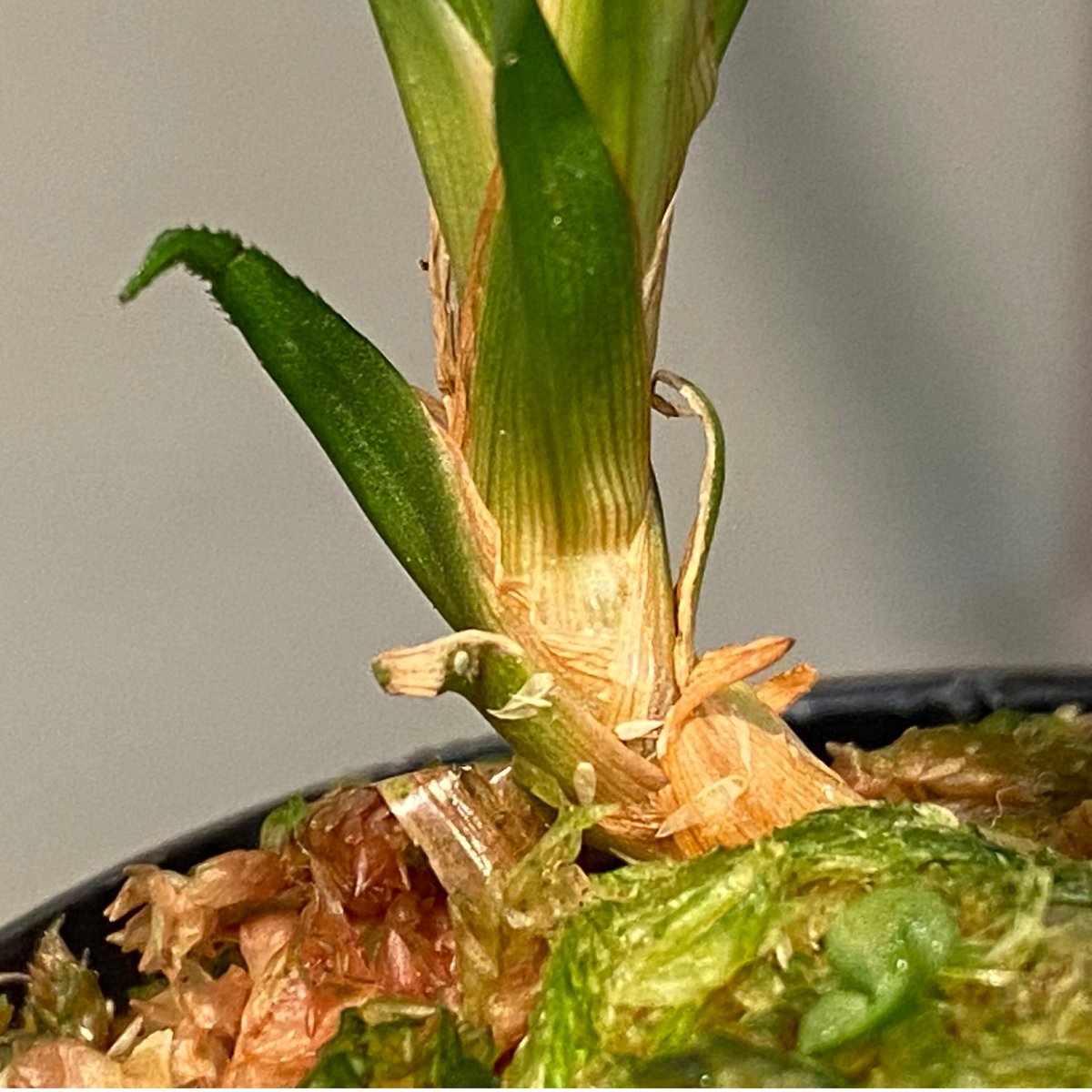 Mapania caudata | M・R・G・R
