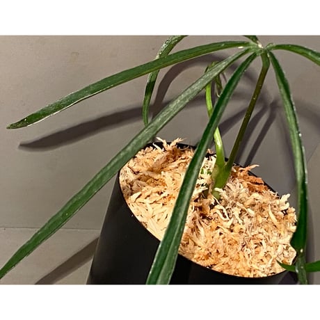 Anthurium aff. eminens ①