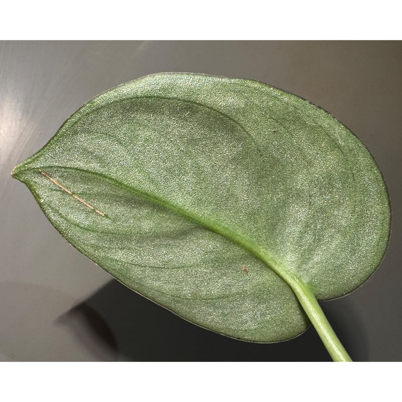 特価　超希少！Scindapus Silver dragon ❣️スキンダプサス Scindapsus silver dragon ☆スキンダプサス ☆日本初 超希少