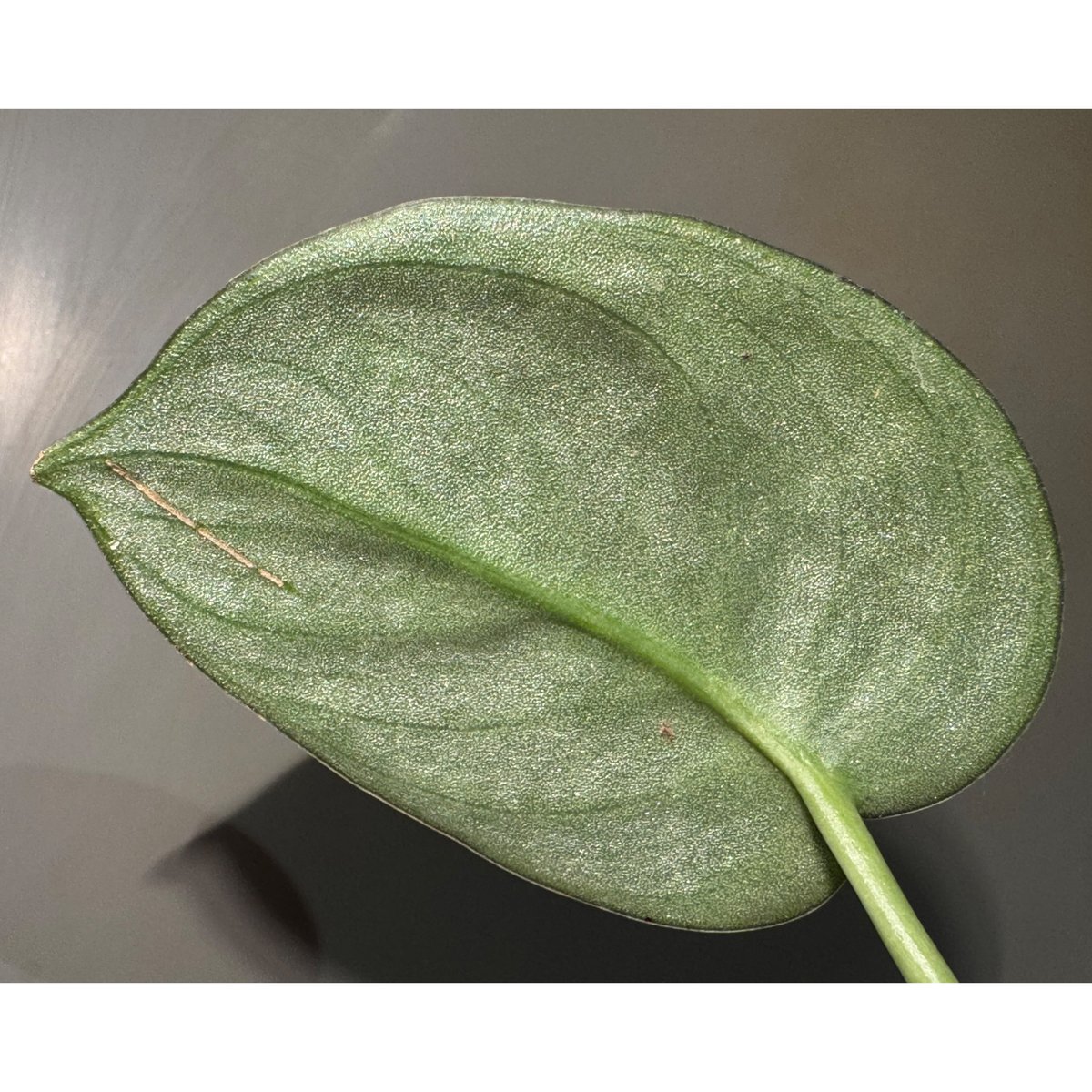 Scindapsus 