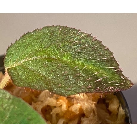 Sonerila sp. from Thailand [Asiatic Green]