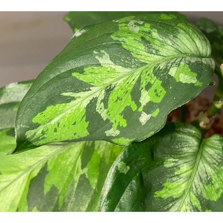 Aglaonema pictum "Blue Nias" from Pulau Nias [AZ0912-3.5]