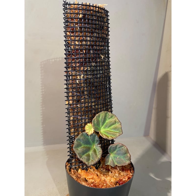 peculiarman　Begonia 5点同梱発送 Begonia U309 | SAI botanical works