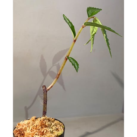 Elatostema sp. from Quezon, Luzon, Philippines