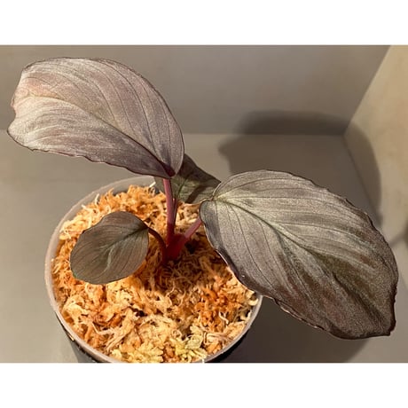 Homalomena sp. "Imperial Japanese Navy" from Resum P.Lingga [AZ0517-11] ④