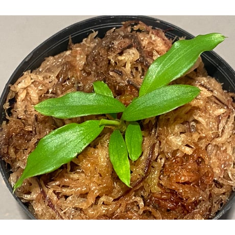 (２芽) Homalomena cf. hasei from Aceh sumatera [LA1118-03]