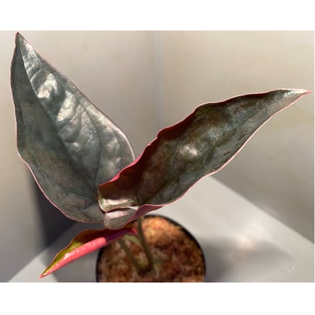 Syngonium sp. from Choco Colombia [tamakay]
