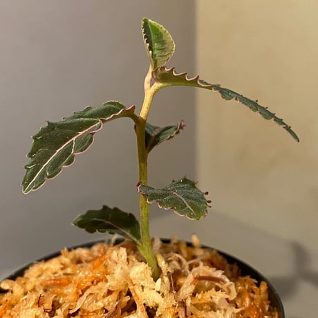 Labisia sp. from Riau Sumatera