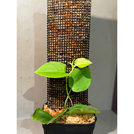 Philodendron sp. from Iquitos Peru [tanakay]