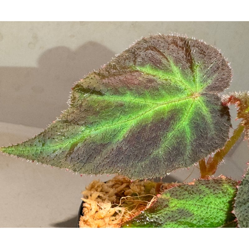 Begonia sp. from Sumatera Utara [HW0816-01] | M