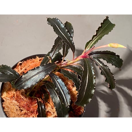 (大株) Bucephalandra sp. "Kedagang" [ID便]
