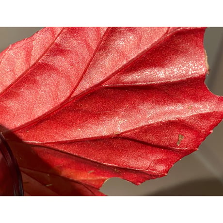 Begonia sp. from Lampung sumatera [LA1118-01]