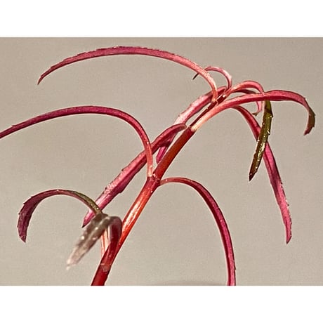 Sonerila linearis from Kedah Malaysia [LA0717-02]