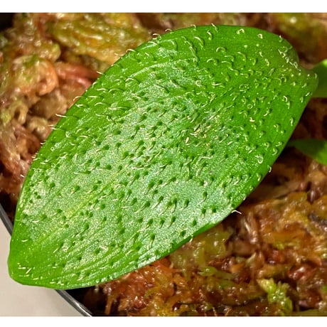 Homalomena hasei "狐尾" from Aceh sumatera [LA0616-04]