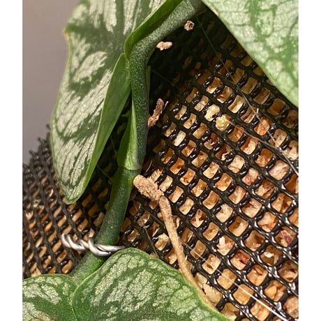 Monstera dubia